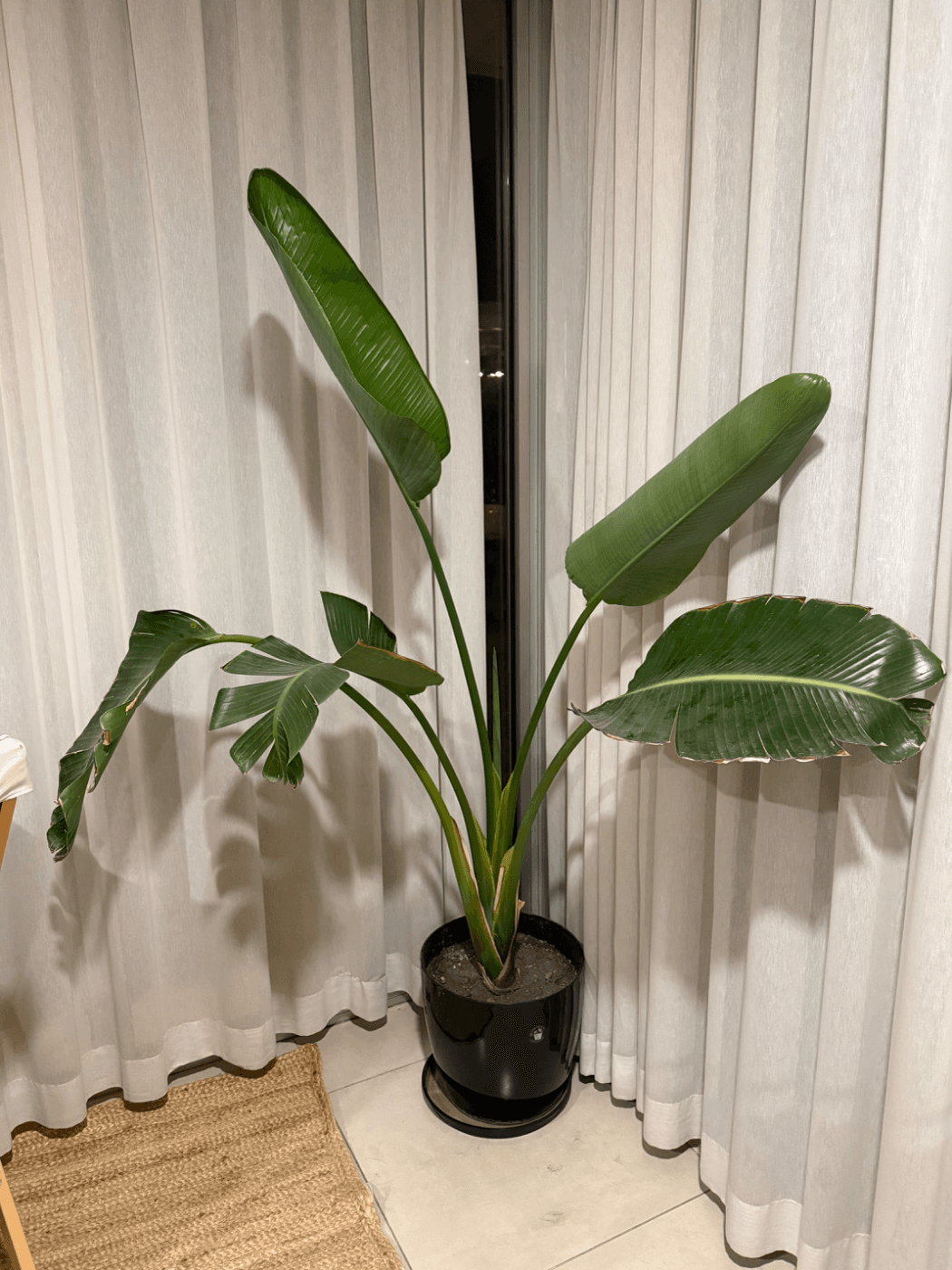 Hermosa planta